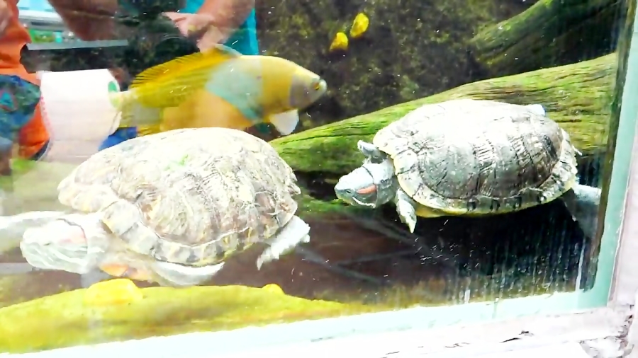 داستان های ولاد و نیکی Vlad and Niki - قسمت 78 - شهربازی جدید